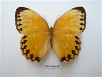 藏品(箭環蝶)的圖片